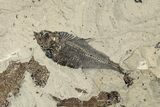 Fossil Fish (Knightia & Diplomystus) Mortality Plate - Wyoming #257198-2
